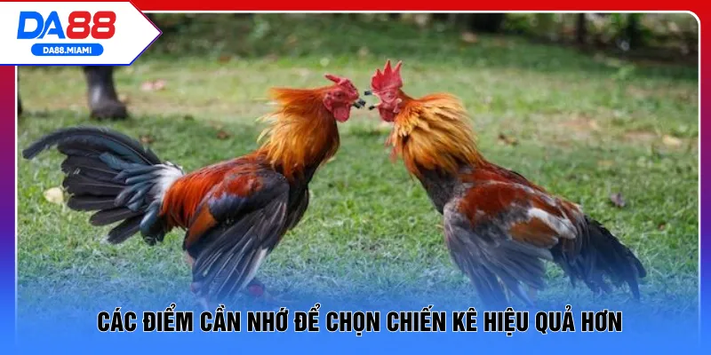 Các điểm cần nhớ để chọn chiến kê hiệu quả hơn