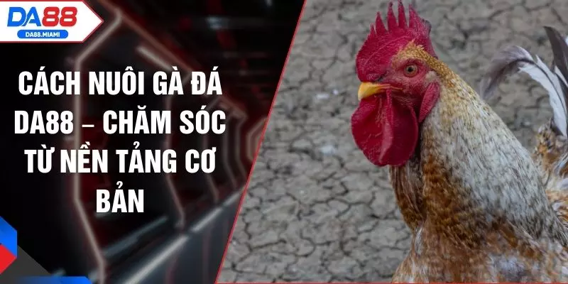 Cách Nuôi Gà Đá DA88 – Chăm Sóc Từ Nền Tảng Cơ Bản