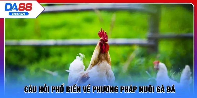 Câu hỏi phổ biến về phương pháp nuôi gà đá
