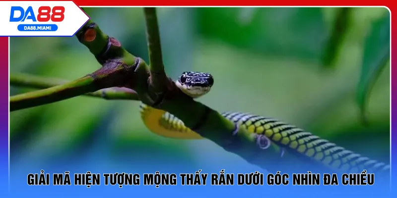 Giải mã hiện tượng mộng thấy rắn dưới góc nhìn đa chiều