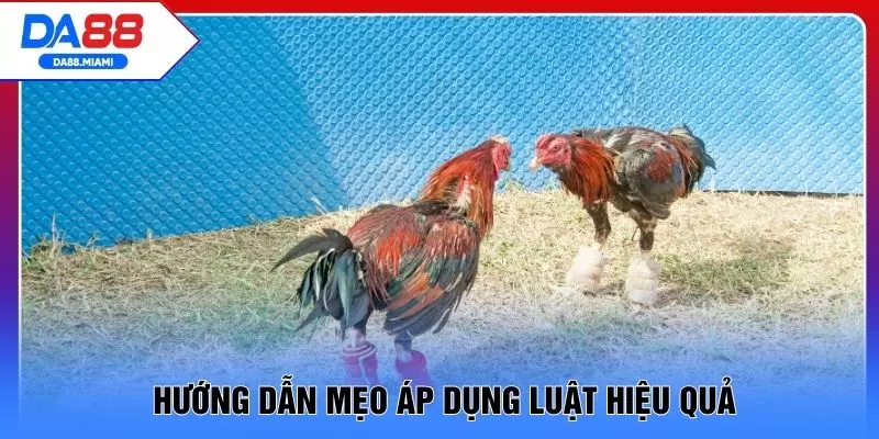 Hướng dẫn mẹo áp dụng luật hiệu quả