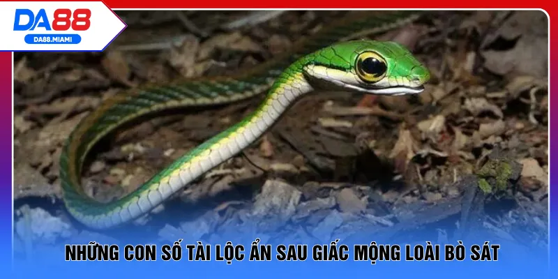 Những con số tài lộc ẩn sau giấc mộng loài bò sát