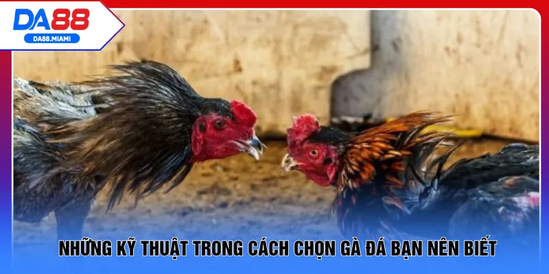Những kỹ thuật trong cách chọn gà đá bạn nên biết
