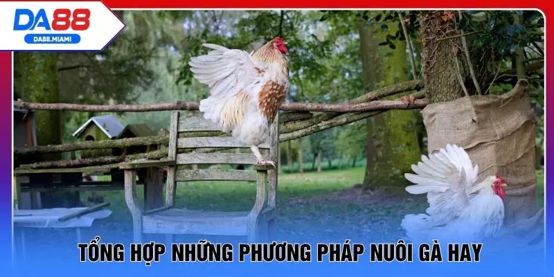 Tổng hợp những phương pháp nuôi gà hay