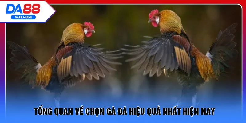 Tổng quan về chọn gà đá hiệu quả nhất hiện nay